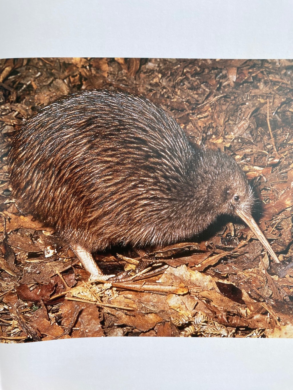 Brown kiwi (and other&nbsp;wildlife)