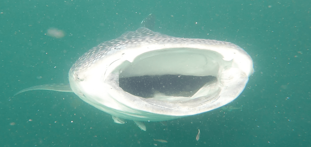 Hiu Paus of&nbsp;Indonesia