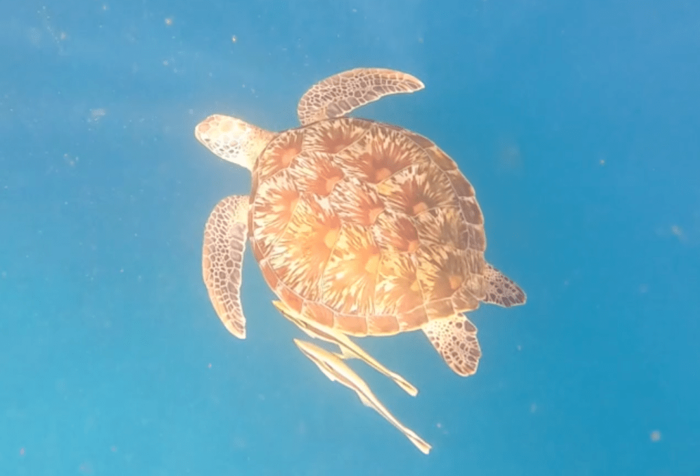 Indonesian Creatures